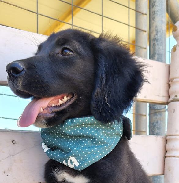hunde-aus-dem-tierschutz-hunde-adoptieren-tierschutzverein-rhein-main-hunde-in-not-rhein-main-e.V.