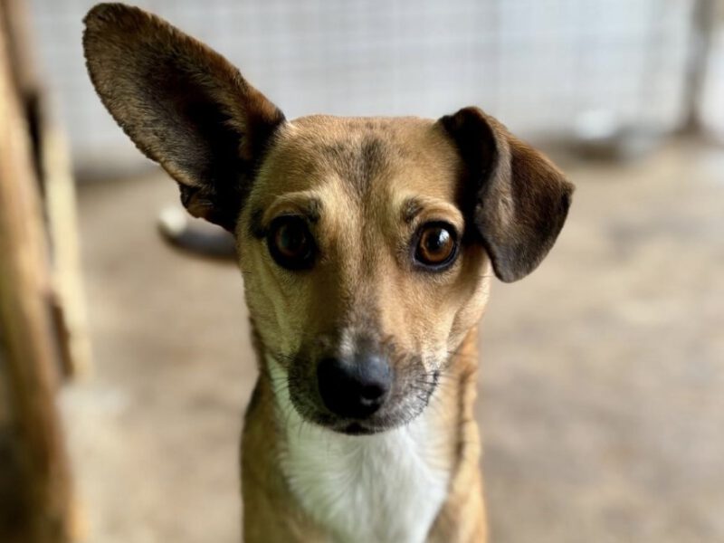 Shirin-hunde-aus-dem-tierschutz-hunde-adoptieren-tierschutzverein-rhein-main-hunde-in-not-rhein-main-e.V.