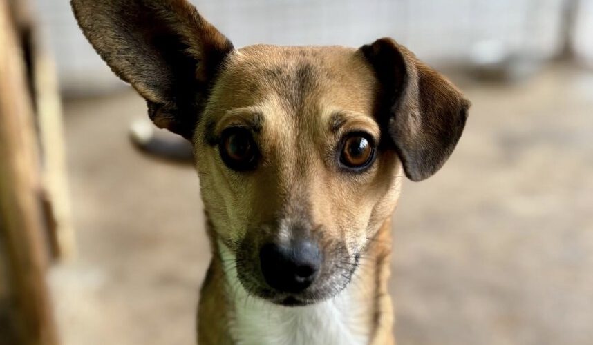 Shirin-hunde-aus-dem-tierschutz-hunde-adoptieren-tierschutzverein-rhein-main-hunde-in-not-rhein-main-e.V.