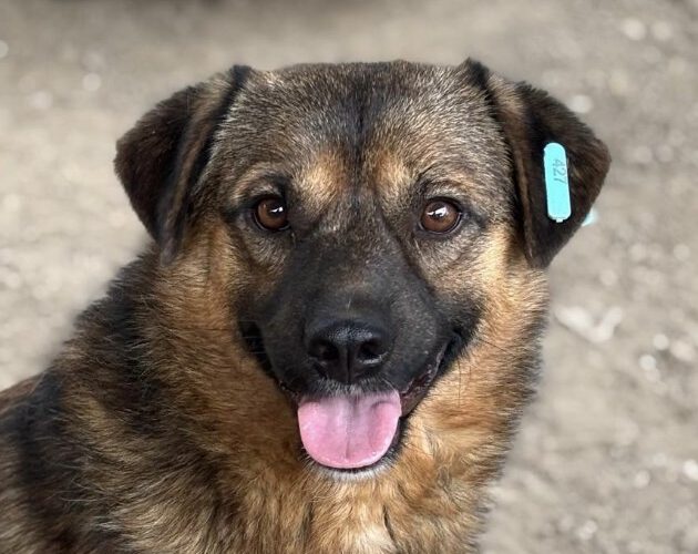 Amaro-hunde-aus-dem-tierschutz-hunde-adoptieren-tierschutzverein-rhein-main-hunde-in-not-rhein-main-e.V.