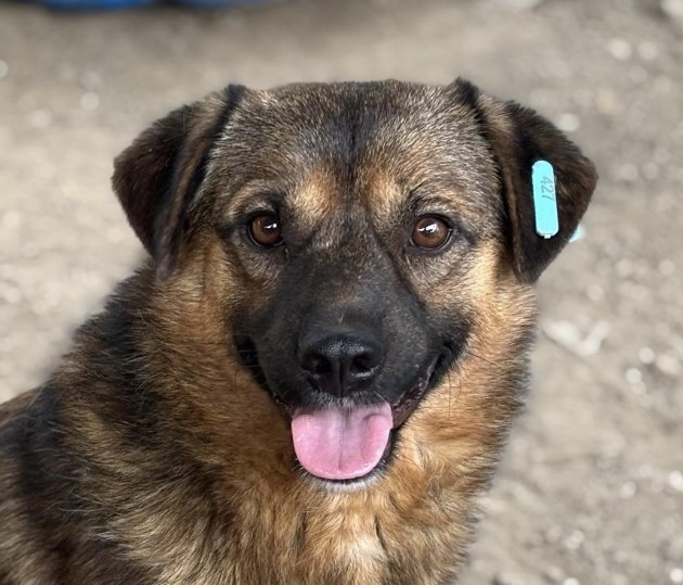 Amaro-hunde-aus-dem-tierschutz-hunde-adoptieren-tierschutzverein-rhein-main-hunde-in-not-rhein-main-e.V.