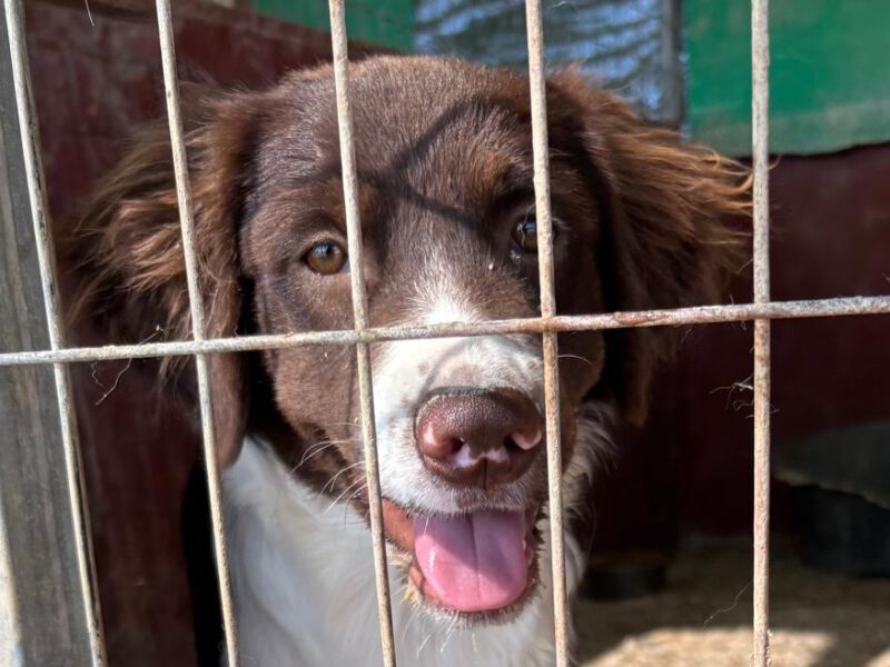 hunde-aus-dem-tierschutz-hunde-adoptieren-tierschutzverein-rhein-main-hunde-in-not-rhein-main-e.V.