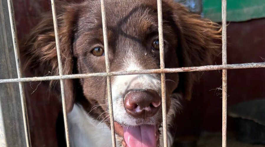 hunde-aus-dem-tierschutz-hunde-adoptieren-tierschutzverein-rhein-main-hunde-in-not-rhein-main-e.V.