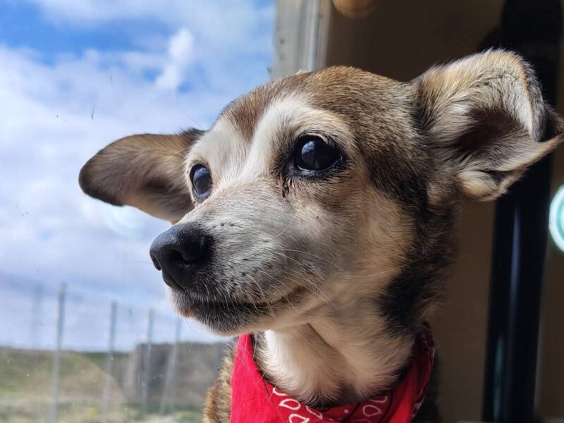 Brooky-hunde-aus-dem-tierschutz-hunde-adoptieren-tierschutzverein-rhein-main-hunde-in-not-rhein-main-e.V.