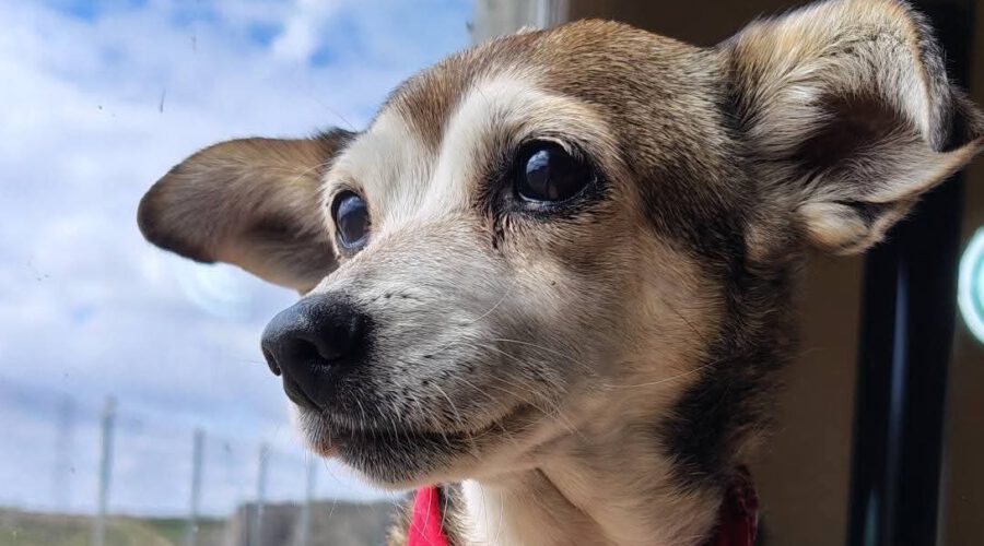 Brooky-hunde-aus-dem-tierschutz-hunde-adoptieren-tierschutzverein-rhein-main-hunde-in-not-rhein-main-e.V.