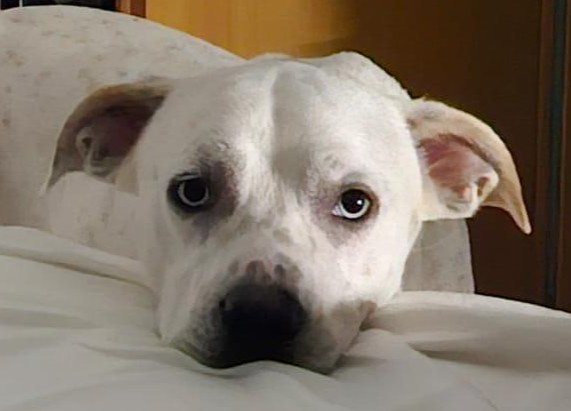 DiasE-hunde-aus-dem-tierschutz-hunde-adoptieren-tierschutzverein-rhein-main-hunde-in-not-rhein-main-e.V.