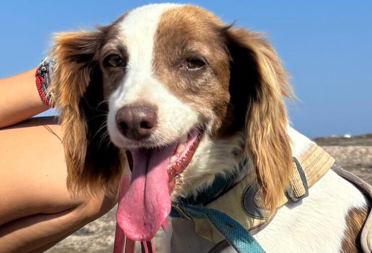 Emma-hunde-aus-dem-tierschutz-hunde-adoptieren-tierschutzverein-rhein-main-hunde-in-not-rhein-main-e.V.