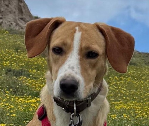 Jessy-hunde-aus-dem-tierschutz-hunde-adoptieren-tierschutzverein-rhein-main-hunde-in-not-rhein-main-e.V.