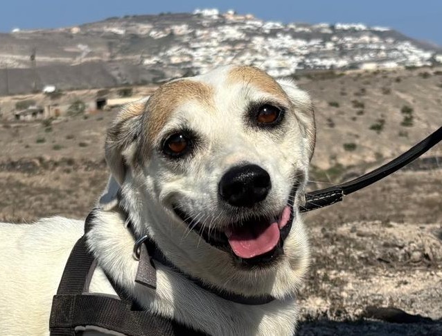 hunde-aus-dem-tierschutz-hunde-adoptieren-tierschutzverein-rhein-main-hunde-in-not-rhein-main-e.V.