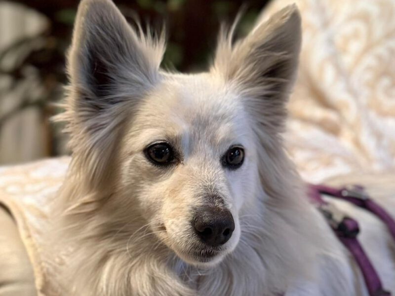 Melody-dobermann-nothilfe.de