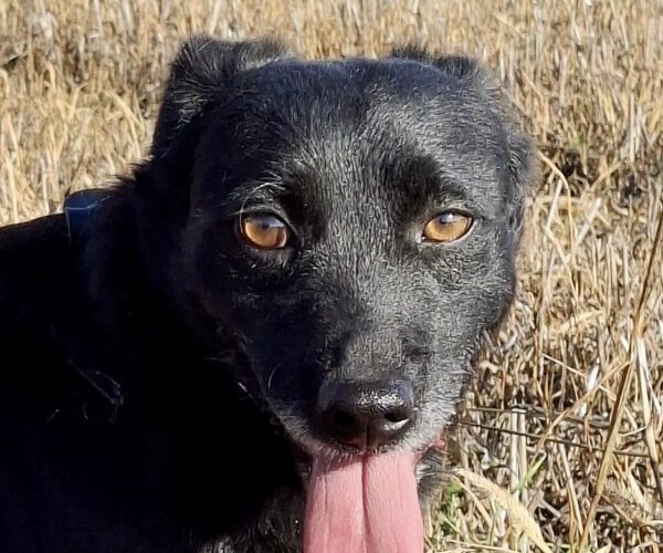 Naruto-hunde-aus-dem-tierschutz-hunde-adoptieren-tierschutzverein-rhein-main-hunde-in-not-rhein-main-e.V.