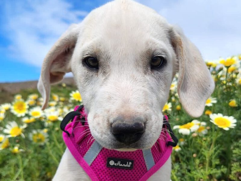 Olive-hunde-aus-dem-tierschutz-hunde-adoptieren-tierschutzverein-rhein-main-hunde-in-not-rhein-main-e.V.