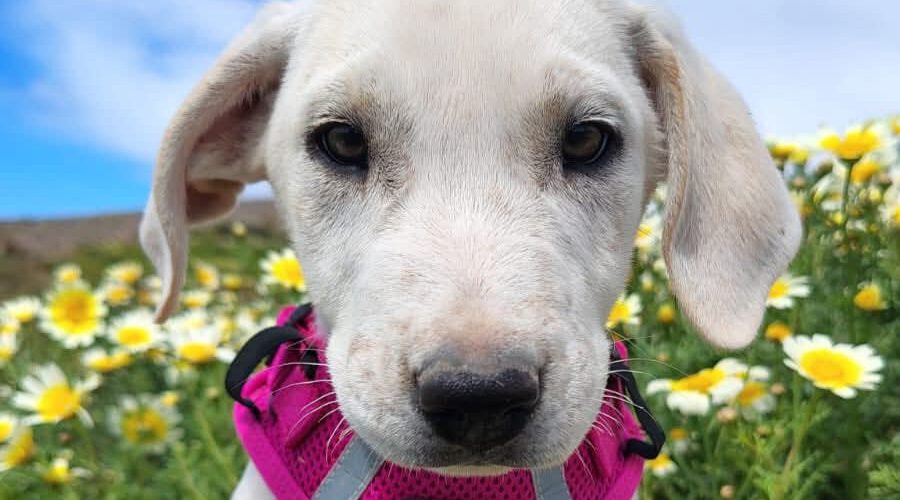 Olive-hunde-aus-dem-tierschutz-hunde-adoptieren-tierschutzverein-rhein-main-hunde-in-not-rhein-main-e.V.