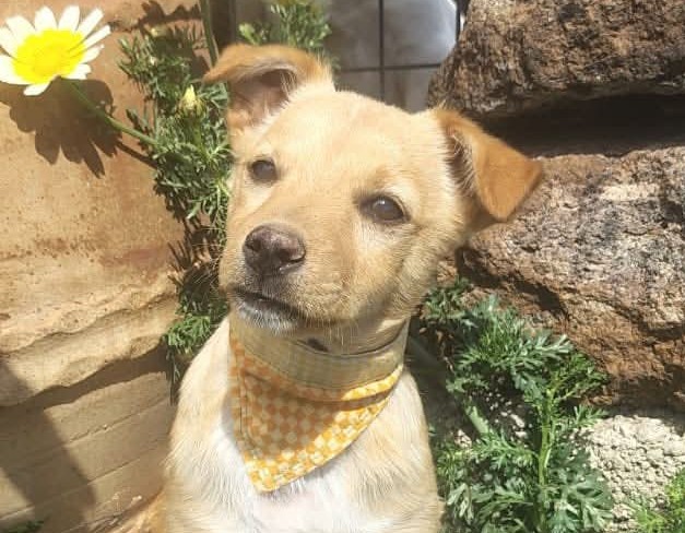 Oliver-hunde-aus-dem-tierschutz-hunde-adoptieren-tierschutzverein-rhein-main-hunde-in-not-rhein-main-e.V.