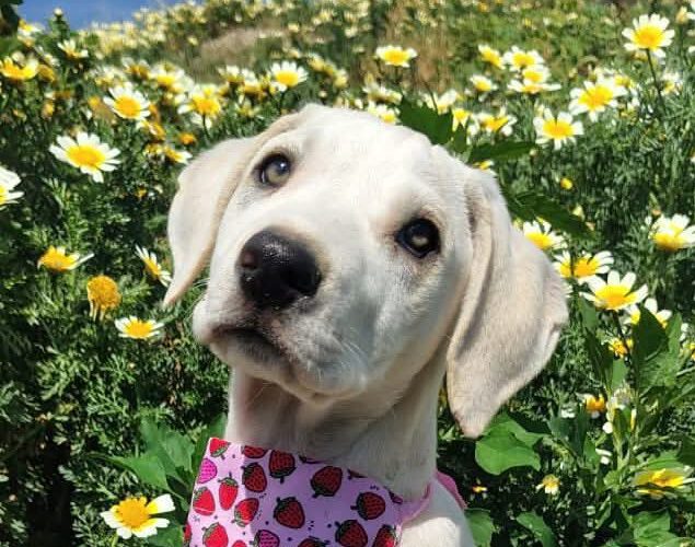 Olympia II-hunde-aus-dem-tierschutz-hunde-adoptieren-tierschutzverein-rhein-main-hunde-in-not-rhein-main-e.V.