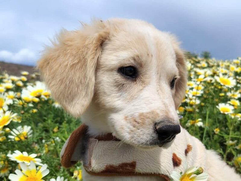 Onx-hunde-aus-dem-tierschutz-hunde-adoptieren-tierschutzverein-rhein-main-hunde-in-not-rhein-main-e.V.