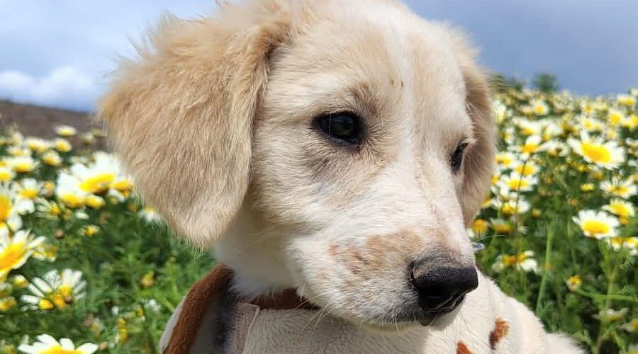 Onx-hunde-aus-dem-tierschutz-hunde-adoptieren-tierschutzverein-rhein-main-hunde-in-not-rhein-main-e.V.