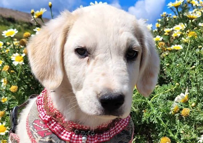 Opal-hunde-aus-dem-tierschutz-hunde-adoptieren-tierschutzverein-rhein-main-hunde-in-not-rhein-main-e.V.