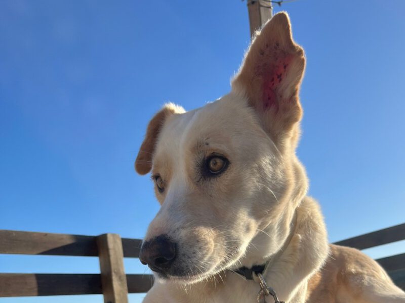 OskarII-hunde-aus-dem-tierschutz-hunde-adoptieren-tierschutzverein-rhein-main-hunde-in-not-rhein-main-e.V.