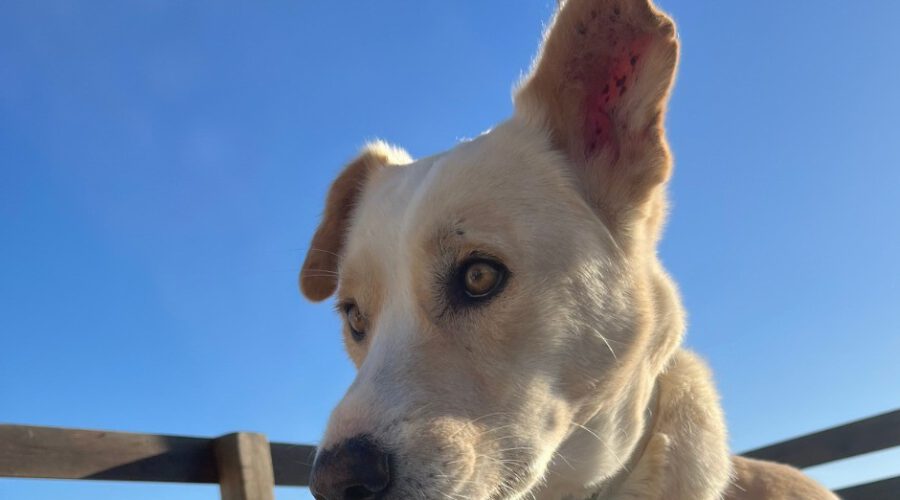 OskarII-hunde-aus-dem-tierschutz-hunde-adoptieren-tierschutzverein-rhein-main-hunde-in-not-rhein-main-e.V.