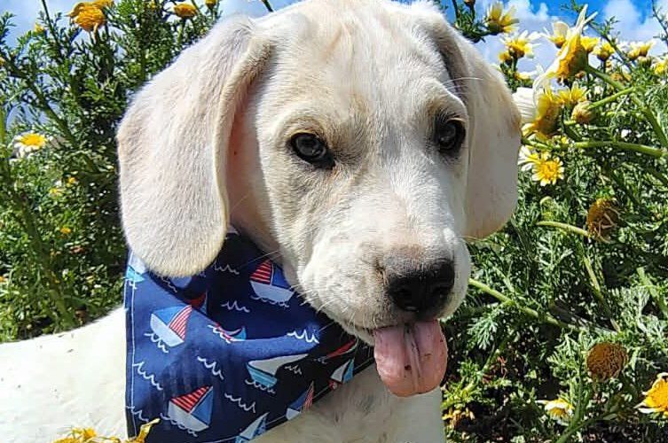 Oskar III-hunde-aus-dem-tierschutz-hunde-adoptieren-tierschutzverein-rhein-main-hunde-in-not-rhein-main-e.V.