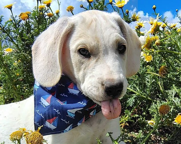 Oskar III-hunde-aus-dem-tierschutz-hunde-adoptieren-tierschutzverein-rhein-main-hunde-in-not-rhein-main-e.V.