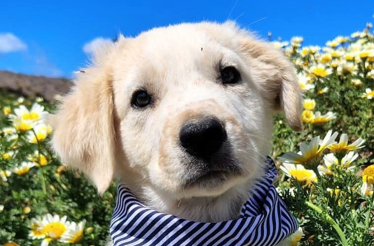 Otto III-hunde-aus-dem-tierschutz-hunde-adoptieren-tierschutzverein-rhein-main-hunde-in-not-rhein-main-e.V.