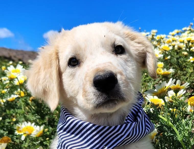 Otto III-hunde-aus-dem-tierschutz-hunde-adoptieren-tierschutzverein-rhein-main-hunde-in-not-rhein-main-e.V.