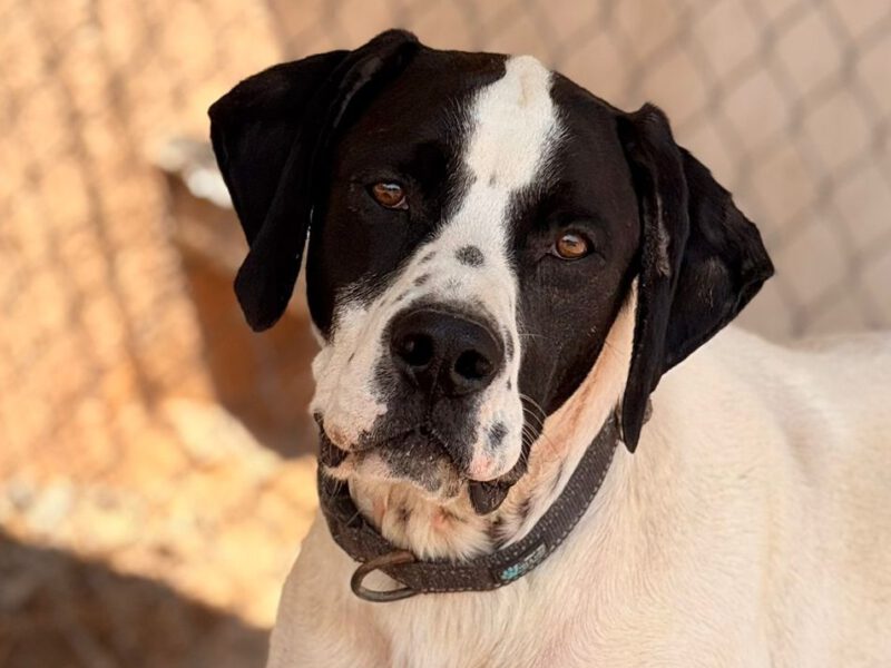 hunde-aus-dem-tierschutz-hunde-adoptieren-tierschutzverein-rhein-main-hunde-in-not-rhein-main-e.V.