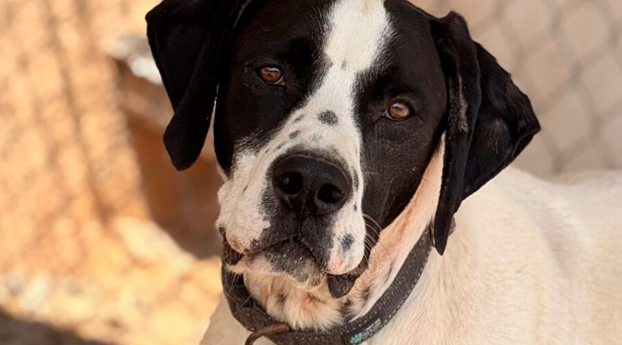 hunde-aus-dem-tierschutz-hunde-adoptieren-tierschutzverein-rhein-main-hunde-in-not-rhein-main-e.V.