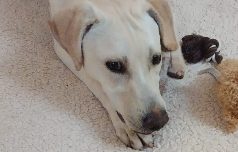 Piccolino-hunde-aus-dem-tierschutz-hunde-adoptieren-tierschutzverein-rhein-main-hunde-in-not-rhein-main-e.V.