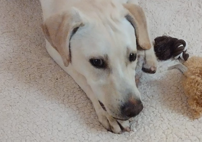 Piccolino-hunde-aus-dem-tierschutz-hunde-adoptieren-tierschutzverein-rhein-main-hunde-in-not-rhein-main-e.V.