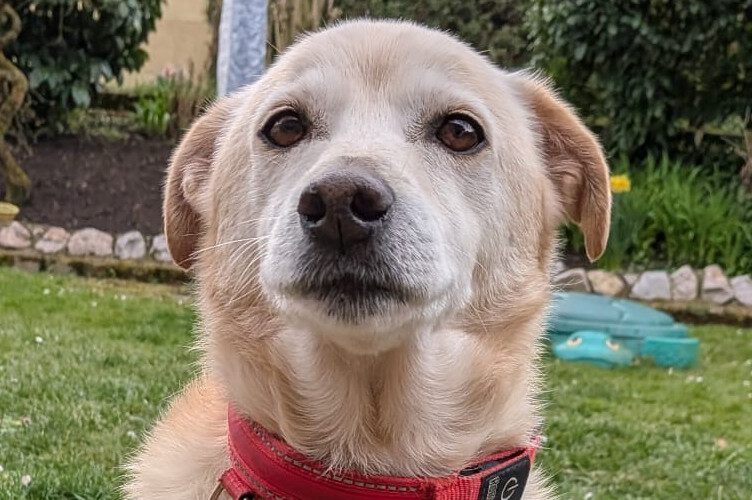 Ribery-hunde-aus-dem-tierschutz-hunde-adoptieren-tierschutzverein-rhein-main-hunde-in-not-rhein-main-e.V.