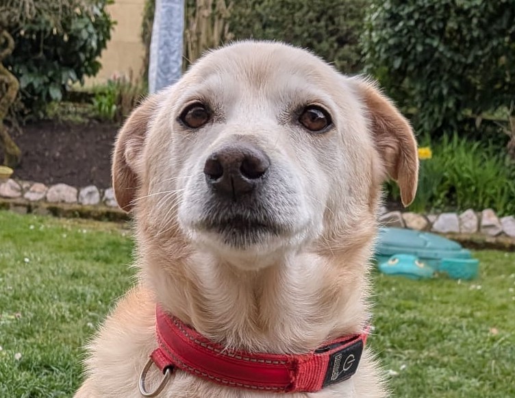 Ribery-hunde-aus-dem-tierschutz-hunde-adoptieren-tierschutzverein-rhein-main-hunde-in-not-rhein-main-e.V.