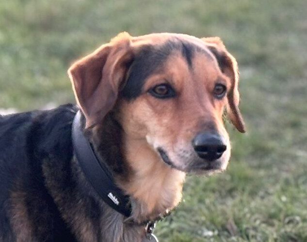 Spike-hunde-aus-dem-tierschutz-hunde-adoptieren-tierschutzverein-rhein-main-hunde-in-not-rhein-main-e.V.