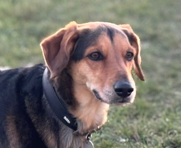 Spike-hunde-aus-dem-tierschutz-hunde-adoptieren-tierschutzverein-rhein-main-hunde-in-not-rhein-main-e.V.