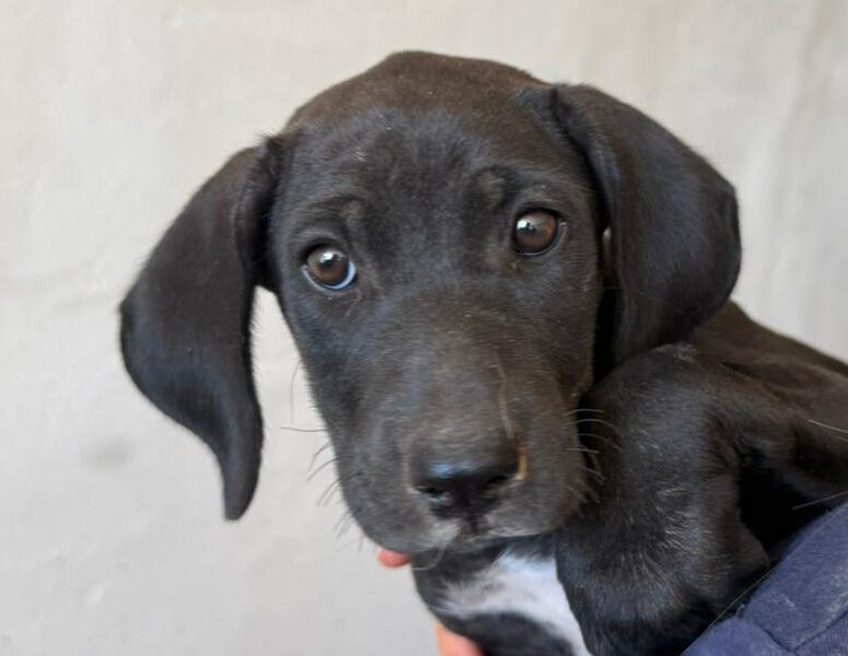 hunde-aus-dem-tierschutz-hunde-adoptieren-tierschutzverein-rhein-main-hunde-in-not-rhein-main-e.V.