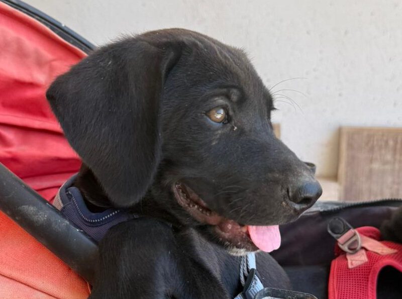 Till-hunde-aus-dem-tierschutz-hunde-adoptieren-tierschutzverein-rhein-main-hunde-in-not-rhein-main-e.V.