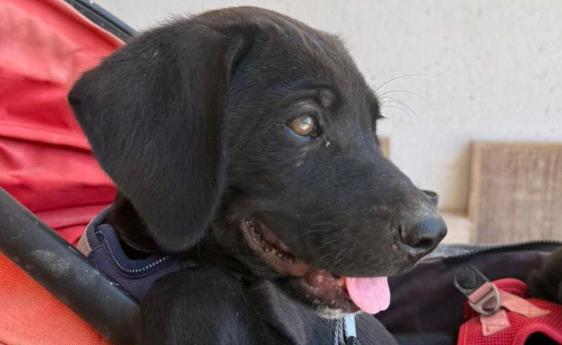 Till-hunde-aus-dem-tierschutz-hunde-adoptieren-tierschutzverein-rhein-main-hunde-in-not-rhein-main-e.V.