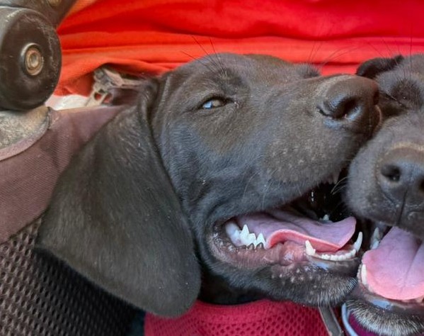 TinaSan-hunde-aus-dem-tierschutz-hunde-adoptieren-tierschutzverein-rhein-main-hunde-in-not-rhein-main-e.V.