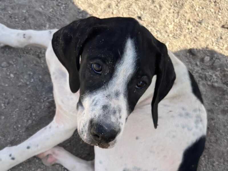 hunde-aus-dem-tierschutz-hunde-adoptieren-tierschutzverein-rhein-main-hunde-in-not-rhein-main-e.V.