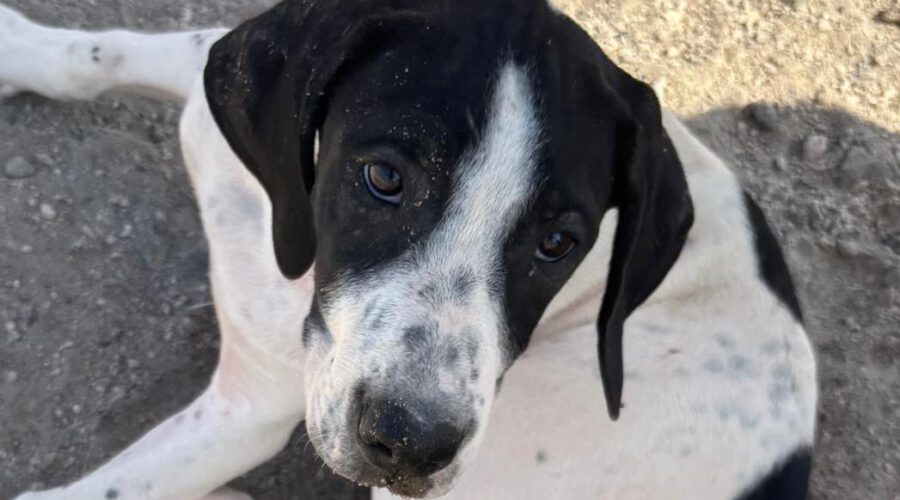 hunde-aus-dem-tierschutz-hunde-adoptieren-tierschutzverein-rhein-main-hunde-in-not-rhein-main-e.V.