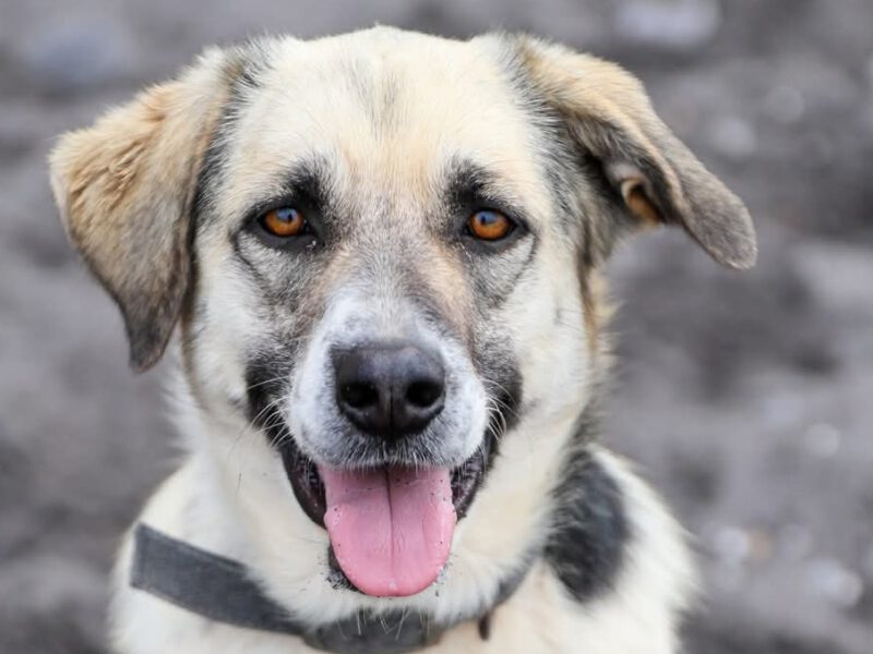 Agatha-hunde-aus-dem-tierschutz-hunde-adoptieren-tierschutzverein-rhein-main-hunde-in-not-rhein-main-e.V.