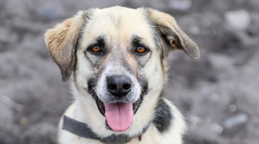 Agatha-hunde-aus-dem-tierschutz-hunde-adoptieren-tierschutzverein-rhein-main-hunde-in-not-rhein-main-e.V.