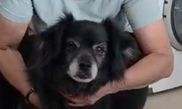 Buddha-hunde-aus-dem-tierschutz-hunde-adoptieren-tierschutzverein-rhein-main-hunde-in-not-rhein-main-e.V.