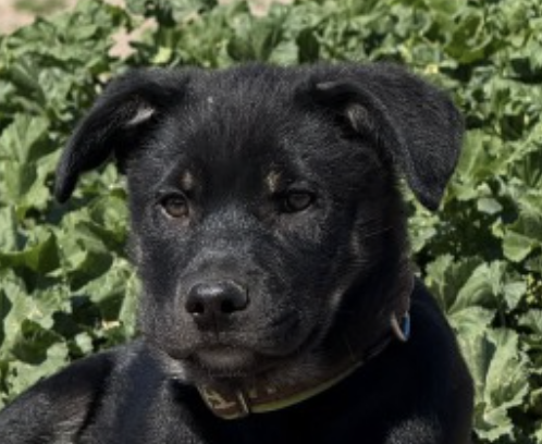 Eleonora-hunde-aus-dem-tierschutz-hunde-adoptieren-tierschutzverein-rhein-main-hunde-in-not-rhein-main-e.V.