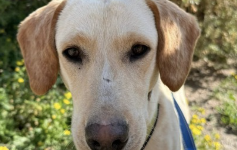 Joey I-hunde-aus-dem-tierschutz-hunde-adoptieren-tierschutzverein-rhein-main-hunde-in-not-rhein-main-e.V.