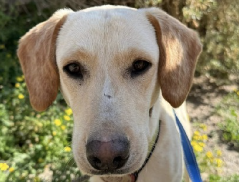 Joey I-hunde-aus-dem-tierschutz-hunde-adoptieren-tierschutzverein-rhein-main-hunde-in-not-rhein-main-e.V.