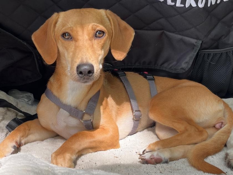 hunde-aus-dem-tierschutz-hunde-adoptieren-tierschutzverein-rhein-main-hunde-in-not-rhein-main-e.V.