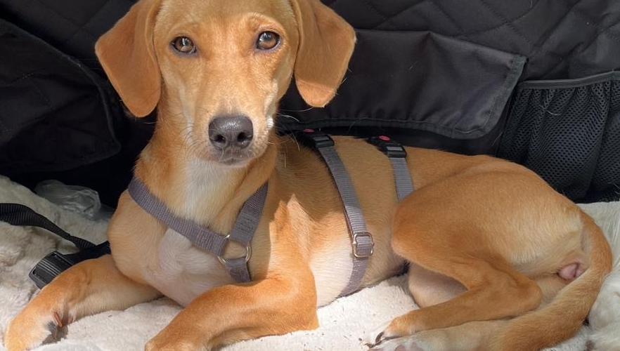 hunde-aus-dem-tierschutz-hunde-adoptieren-tierschutzverein-rhein-main-hunde-in-not-rhein-main-e.V.